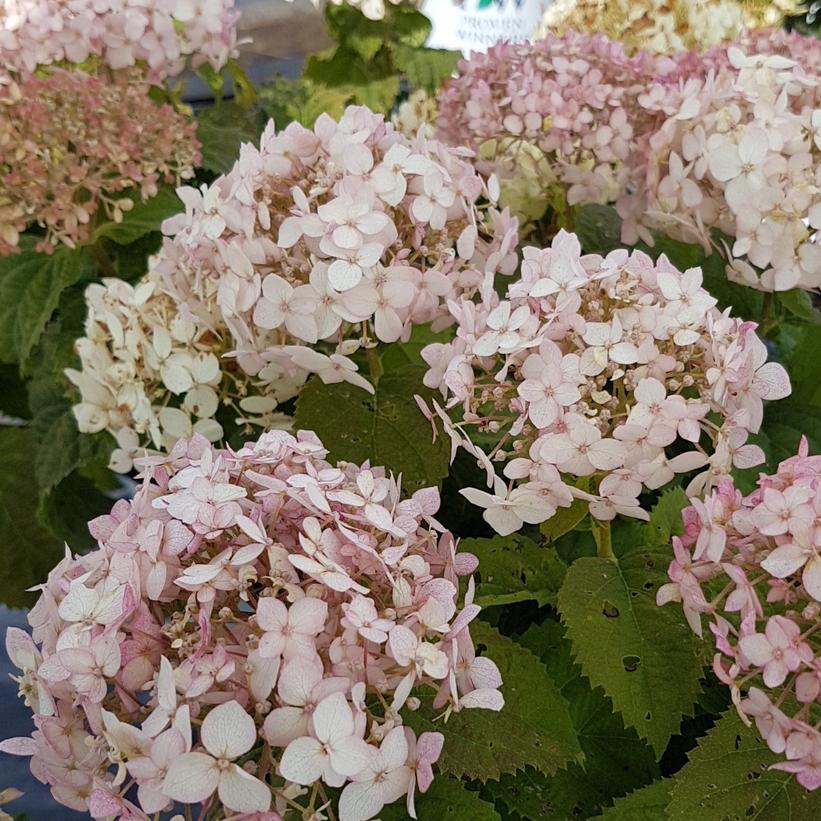 Hydrangea arborescens Invincibelle Wee White Image Credit: NVK Nurseries