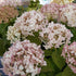 Hydrangea arborescens Invincibelle Wee White Image Credit: NVK Nurseries