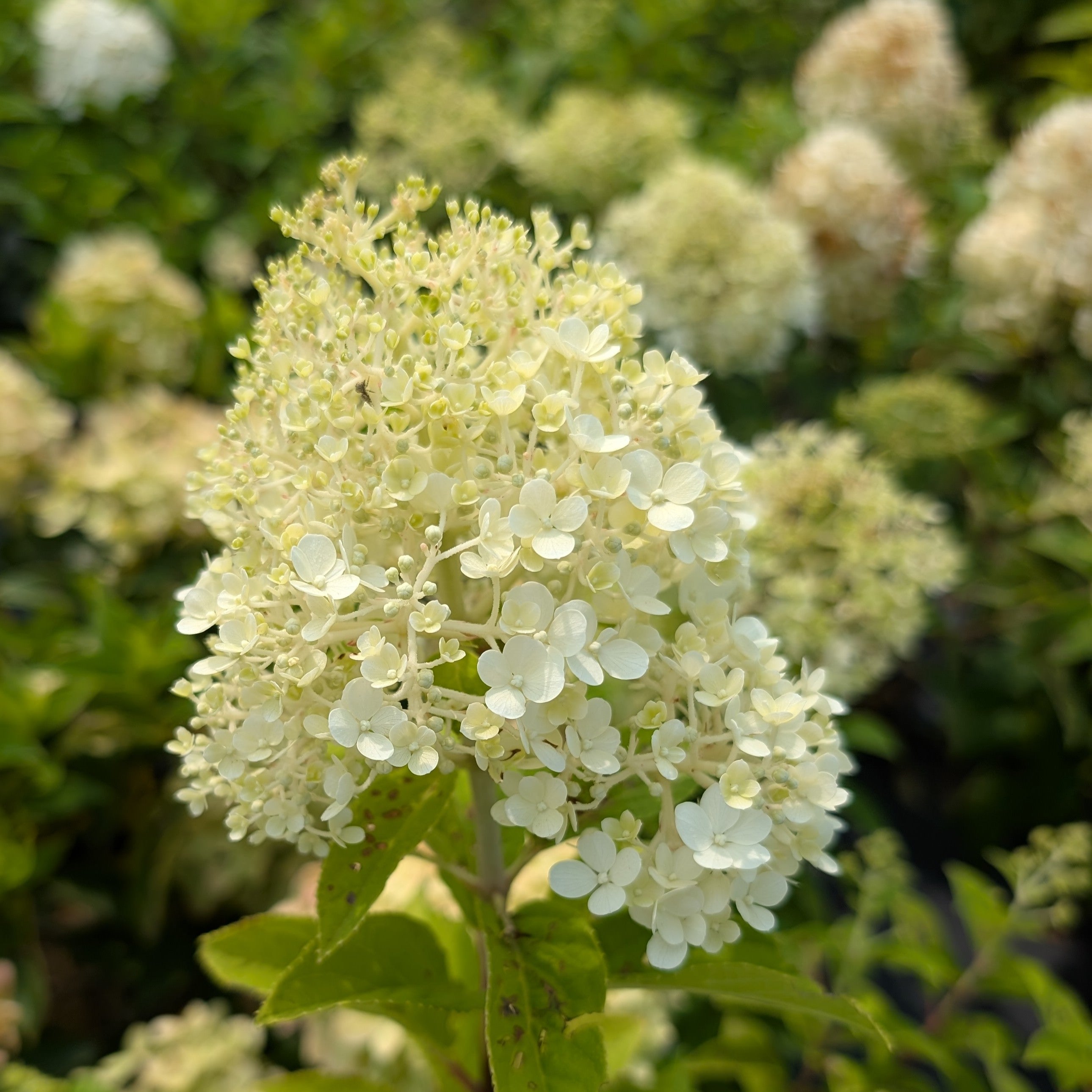 Hydrangea paniculata Bobo Image Credit: Chaz Morenz 20250806