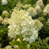 Hydrangea paniculata Bobo Image Credit: Chaz Morenz 20250806