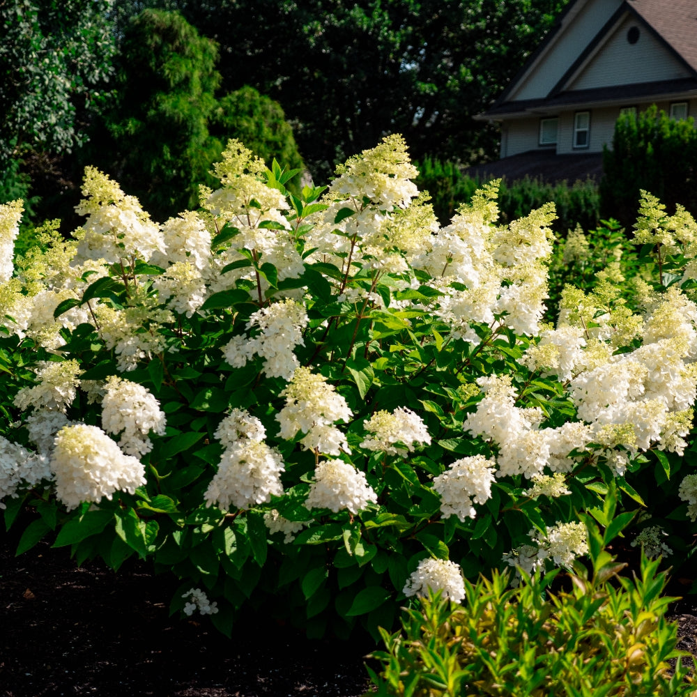 Hydrangea paniculata Bouncy  Image Credit:Bloomin Easy Plants
