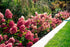Hydrangea paniculata Bouncy Fall Colour Image Credit:Bloomin Easy Plants
