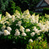Hydrangea paniculata Bouncy  Image Credit:Bloomin Easy Plants
