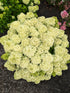 Hydrangea paniculata Bubble Bath  Image Credit:Bloomin Easy Plants

