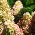 Hydrangea paniculata Dragon Baby Image Credit: NVK Nurseries