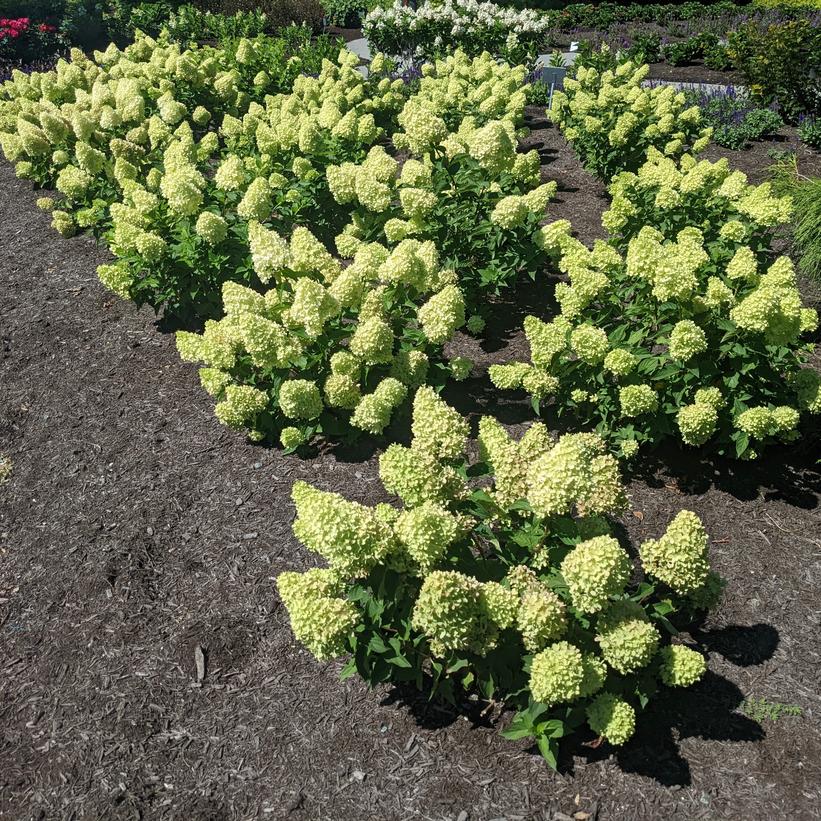 Hydrangea paniculata Dragon Baby Image Credit: NVK Nurseries