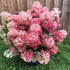 Hydrangea paniculata Hot Sauce  Image Credit:Bloomin Easy Plants
