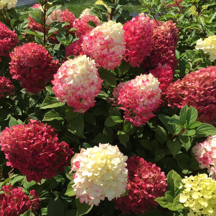 Hydrangea paniculata Little Lime Punch Image Credit: NVK Nurseries