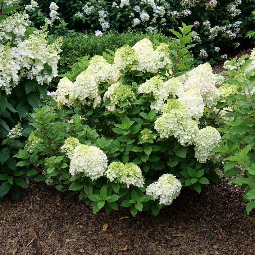 Hydrangea paniculata Little Lime Punch Image Credit: NVK Nurseries