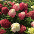 Hydrangea paniculata Little Lime Punch Image Credit: NVK Nurseries