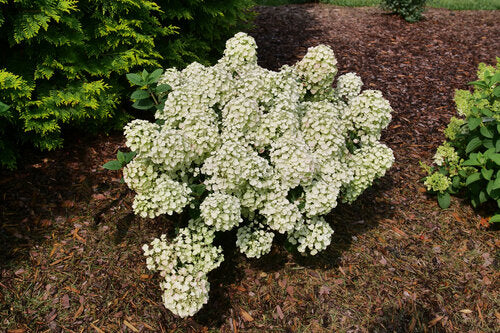 Hydrangea paniculata Tiny Quick Fire Image Credit: Proven Winners