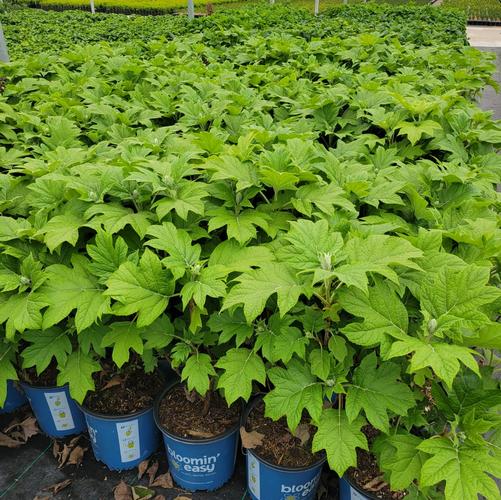 Hydrangea quercifolia Toy Soldier Oakleaf Hydranea Image Credit: NVK Nurseries