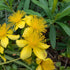 Hypericum kalmianum Pot O Gold St Johns Wort Image Credit: Chaz Morenz 20240702