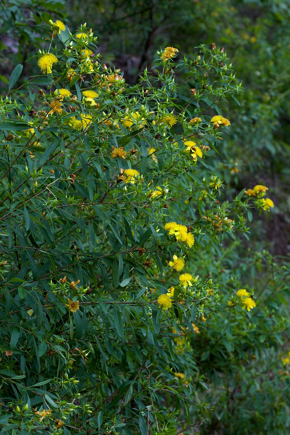 Hypericum prolificum Shrubby St. John's Wort Shrub Image Credit:Eric Hunt, CC BY-SA 4.0 <https://creativecommons.org/licenses/by-sa/4.0>, via Wikimedia Commons
