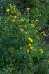 Hypericum prolificum Shrubby St. John's Wort Shrub Image Credit:Eric Hunt, CC BY-SA 4.0 <https://creativecommons.org/licenses/by-sa/4.0>, via Wikimedia Commons
