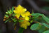 Hypericum prolificum Shrubby St. John's Wort Image Credit:Eric Hunt, CC BY-SA 4.0 <https://creativecommons.org/licenses/by-sa/4.0>, via Wikimedia Commons
