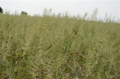 Hystrix patula (Elymus hystrix) Bottlebrush Grass image credit: Prairie Moon Nursery