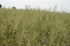 Hystrix patula (Elymus hystrix) Bottlebrush Grass image credit: Prairie Moon Nursery