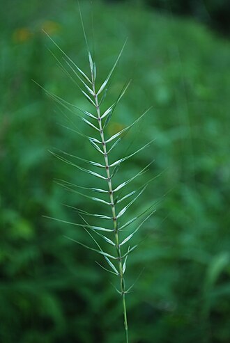 Hystrix patula (Elymus hystrix) Bottlebrush Grass Image Credit: wackybadger, CC BY-SA 2.0 <https://creativecommons.org/licenses/by-sa/2.0>, via Wikimedia Commons