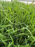 Hystrix patula (Elymus hystrix) Bottlebrush Grass Image Credit: Millgrove Perennials