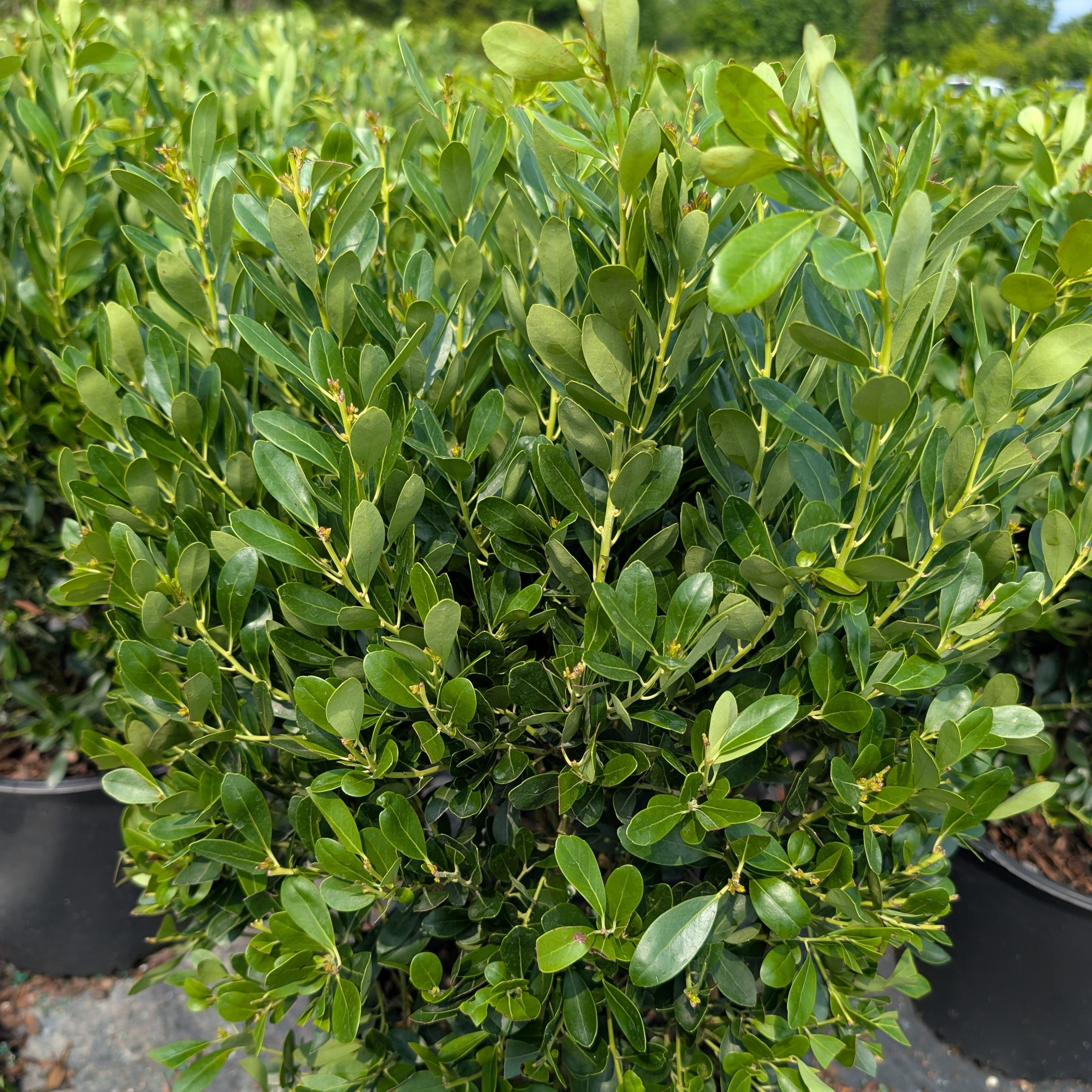 Compact Inkberry Ilex glabra Inkberry – PlantsInTheCity