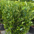 Ilex glabra Compacta has bigger leaves Image Credit: Chaz Morenz 20250806