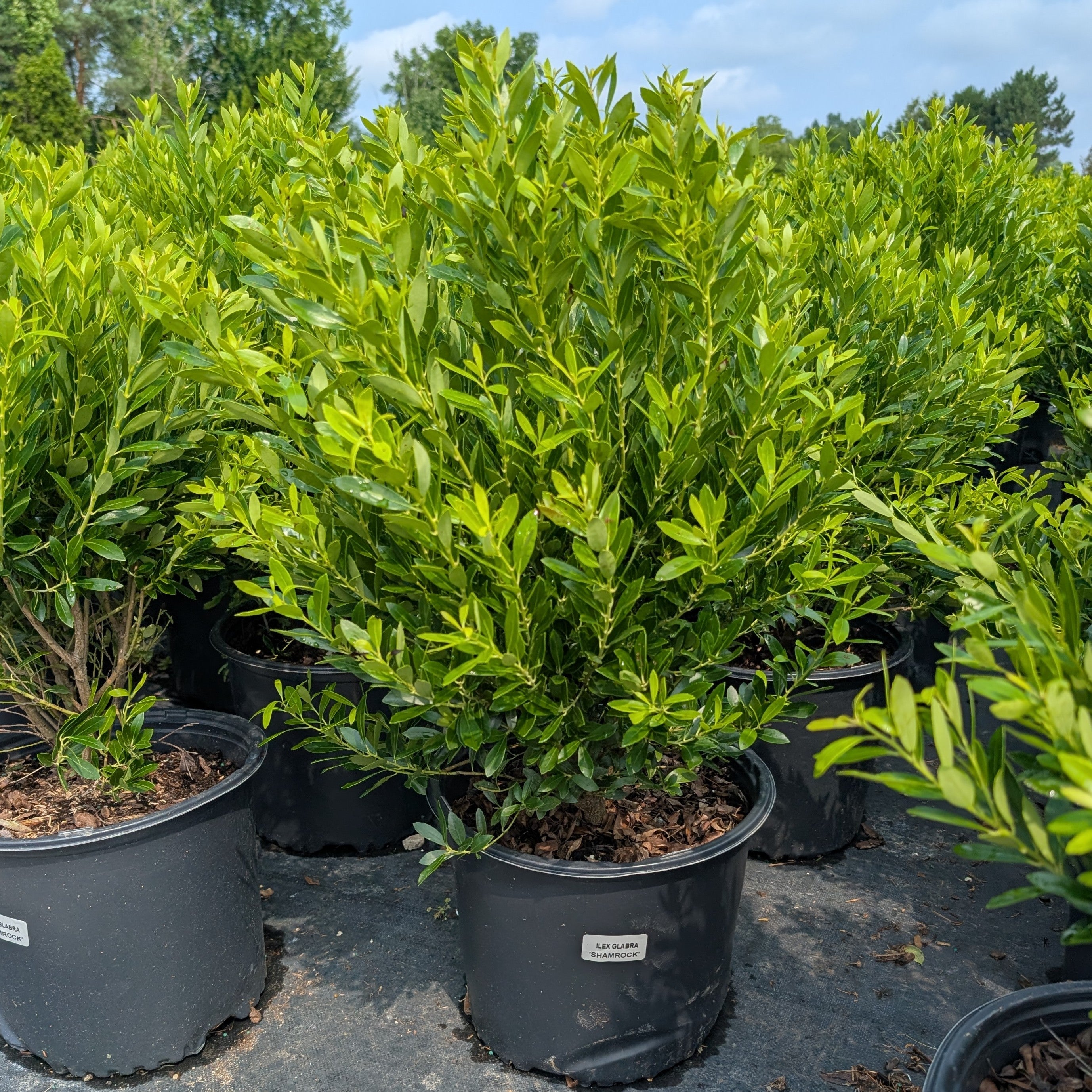 Ilex glabra Shamrock has smaller leaves Image Credit: Chaz Morenz 20250806