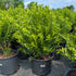 Ilex glabra Shamrock has smaller leaves Image Credit: Chaz Morenz 20250806