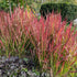 Imperata cylindrica Red Baron Japanese Blood Grass Image Credit: Chaz Morenz 20240918