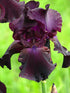 Iris Bearded germanica Superstition Bearded Iris Image Credit: Kor!An (Андрей Корзун), CC BY-SA 3.0 <https://creativecommons.org/licenses/by-sa/3.0>, via Wikimedia Commons