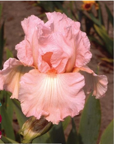 Iris germanica Pink Attraction Bearded Iris image credit: Van Noort