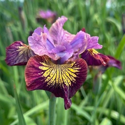Iris sibirica Miss Apple Siberian Iris Image Credit: Millgrove Perennials
