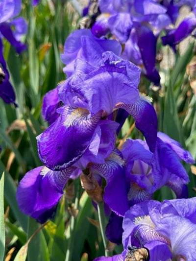 Iris germanica Rosalie Figge Iris Image Credit: Millgrove Perennials