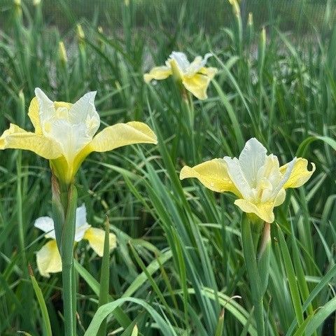 Iris sibirica Butter and Sugar Sibirian Iris Image Credit: Millgrove Perennials