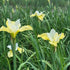 Iris sibirica Butter and Sugar Sibirian Iris Image Credit: Millgrove Perennials