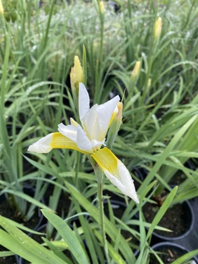 Iris sibirica Snow Queen Sibirian Iris 2 Image Credit: Millgrove Perennials