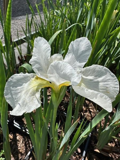 Iris sibirica Swans in Flight Siberian Iris Image Credit: Millgrove Perennials