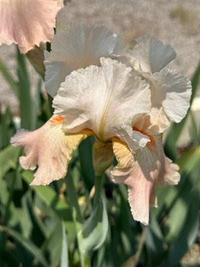 Iris germanica Frappe Bearded Iris 3 Image Credit: Millgrove Perennials