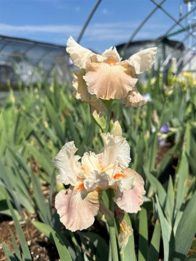 Iris germanica Frappe Bearded Iris 2 Image Credit: Millgrove Perennials