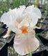 Iris germanica Frappe Bearded Iris Image Credit: Millgrove Perennials