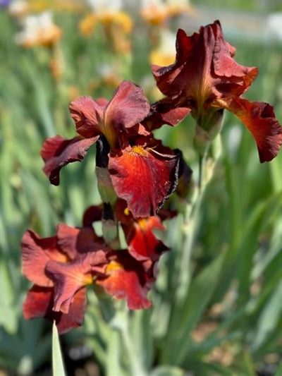 Iris germanica Sultans Palace Bearded Iris Image Credit: Millgrove Perennials