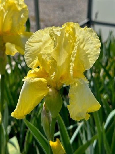 Iris germanica Summer Olympics Iris 2 Image Credit: Millgrove Perennials
