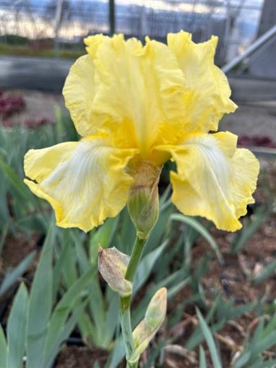 Iris germanica Summer Olympics Iris Image Credit: Millgrove Perennials