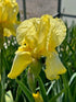 Iris germanica Summer Olympics Iris 2 Image Credit: Millgrove Perennials