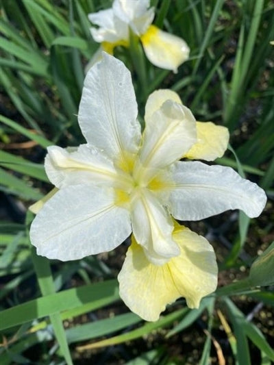 Iris sibirica Butter and Sugar Sibirian Iris Image Credit: Millgrove Perennials