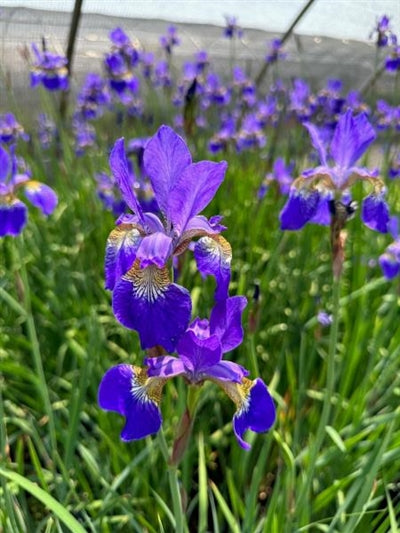 Iris sibirica Caesar's Brother Sibirian Iris Image Credit: Millgrove Perennials