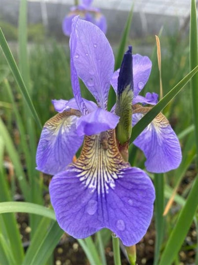 Iris sibirica Caesar's Brother Sibirian Iris 2 Image Credit: Millgrove Perennials