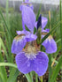 Iris sibirica Caesar's Brother Sibirian Iris 2 Image Credit: Millgrove Perennials