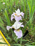 Iris sibirica Dance Ballerina Dance Siberian Iris Image Credit: Millgrove Perennials