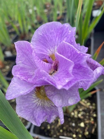 Iris sibirica Pink Parfait Sibirian Iris Image Credit: Millgrove Perennials